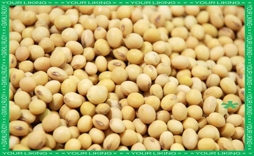 多种豆类食品的营养价值与健康益处分析